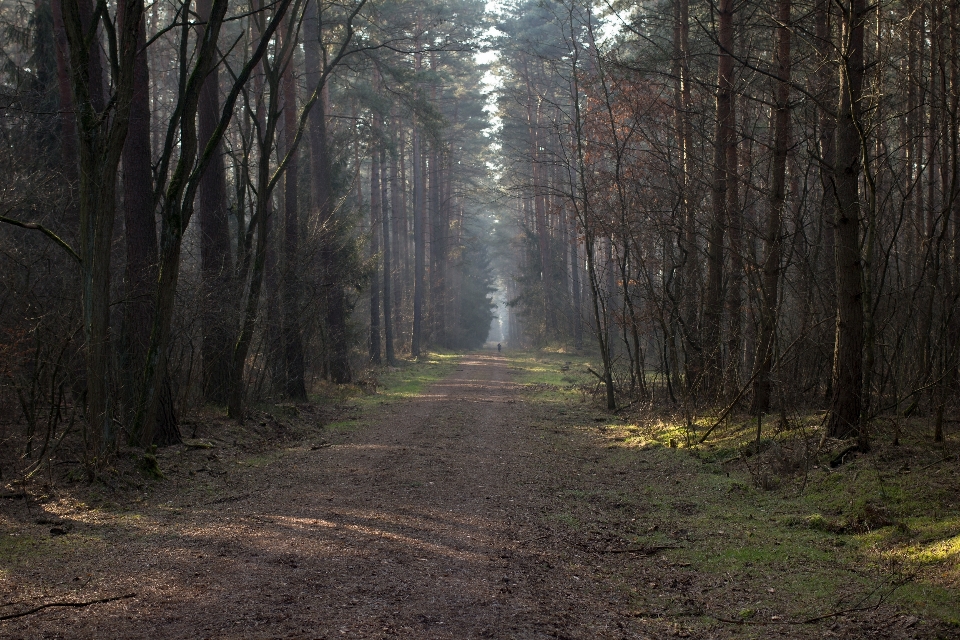 Landscape tree nature forest