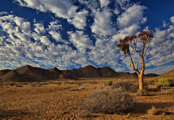 風景 木 自然 rock 写真