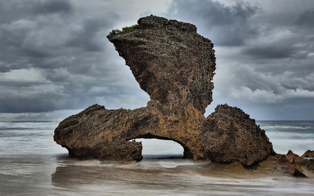 Beach sea coast tree Photo