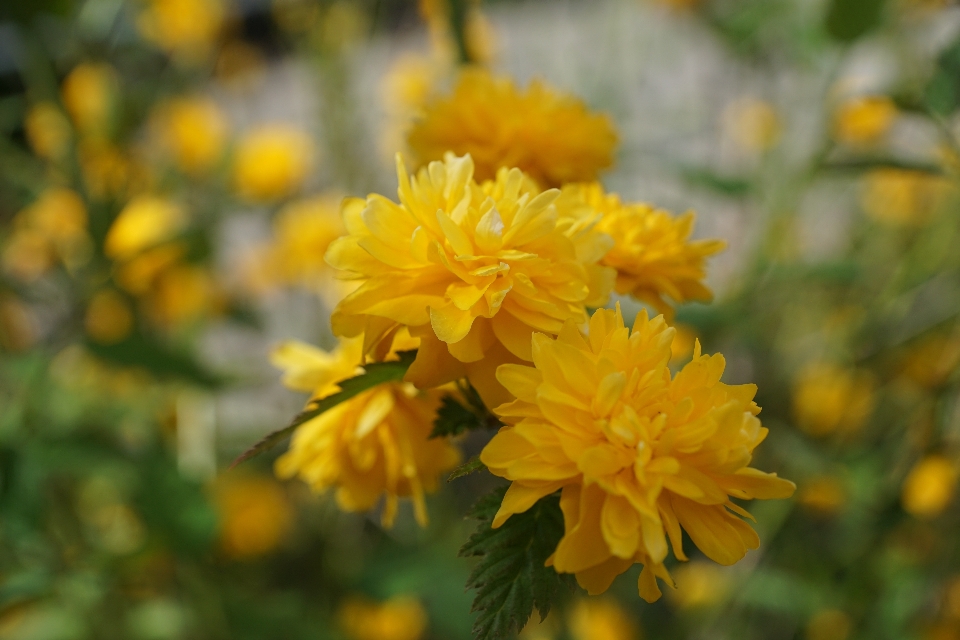 Nature fleurir usine prairie
