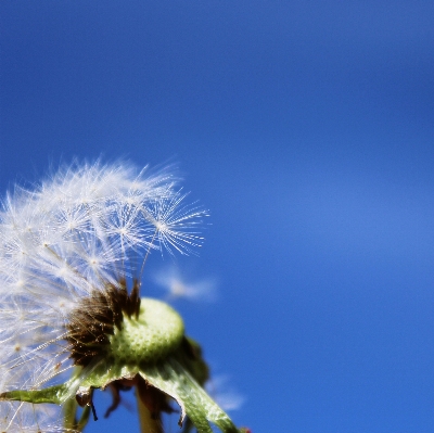 Nature branch blossom plant Photo