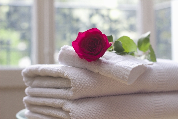 White flower petal rose Photo