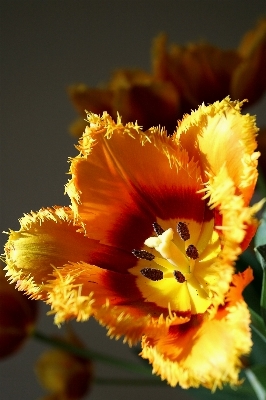 自然 花 開ける 植物 写真