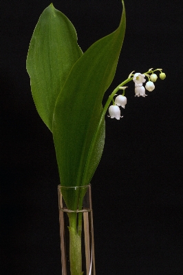 Plant white leaf flower Photo