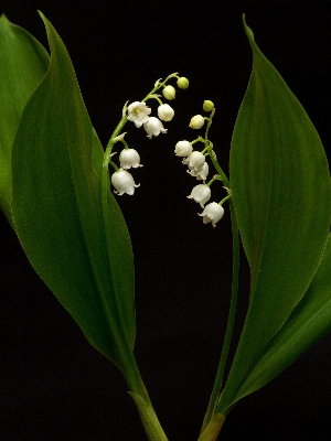 Plant white leaf flower Photo