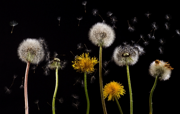 Plant photography dandelion flower Photo