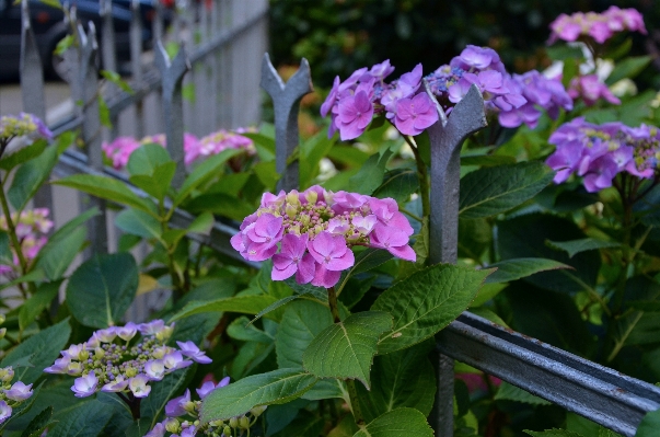 Natur zaun anlage blume Foto