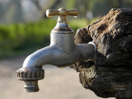 Foto Acqua statua tronco d'albero parco