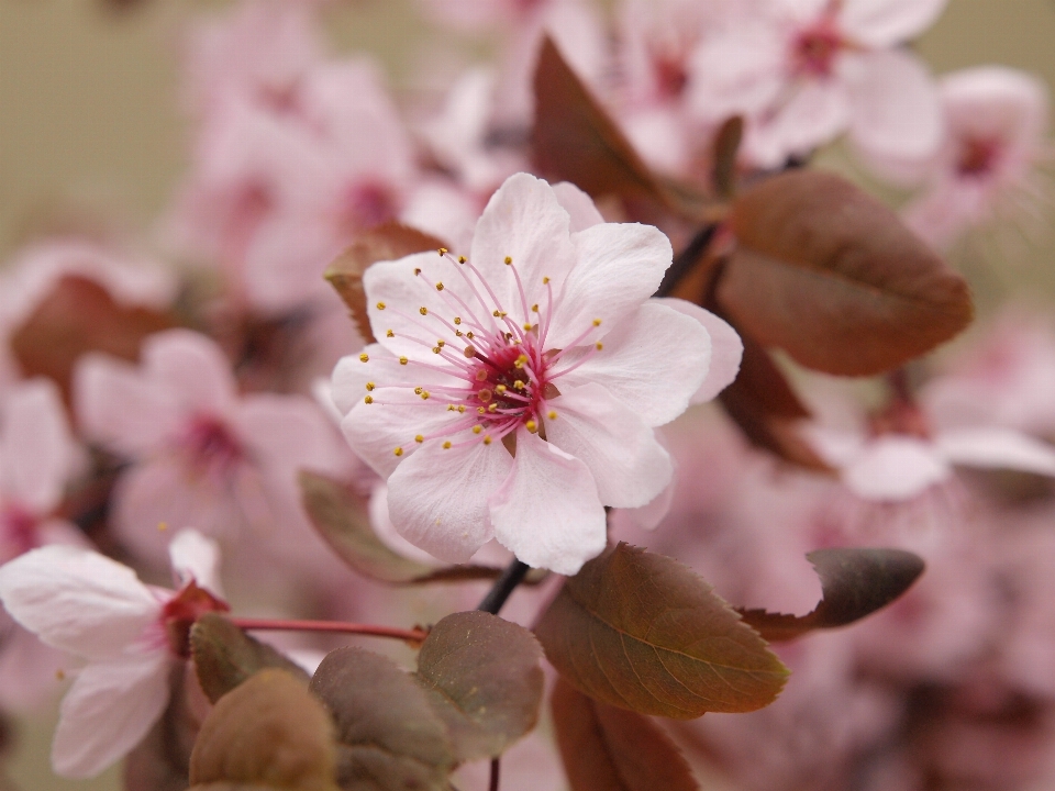 árvore natureza filial florescer