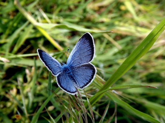 Foto Natureza grama asa prado
