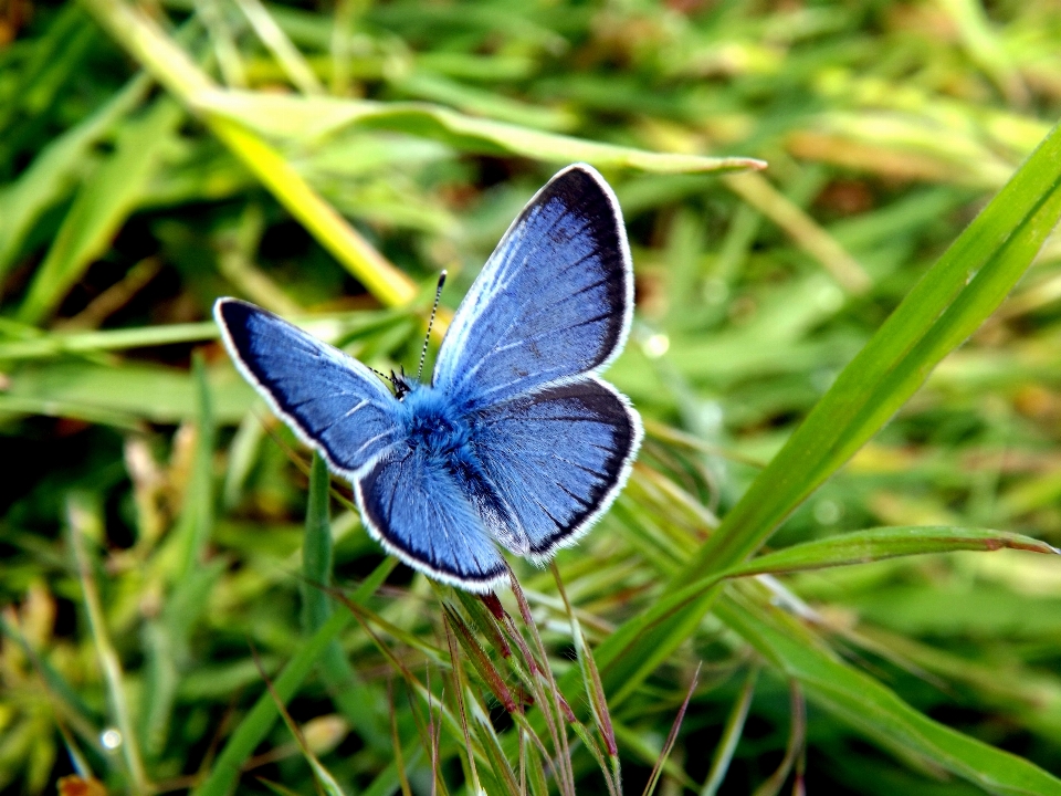 Natur gras flügel wiese
