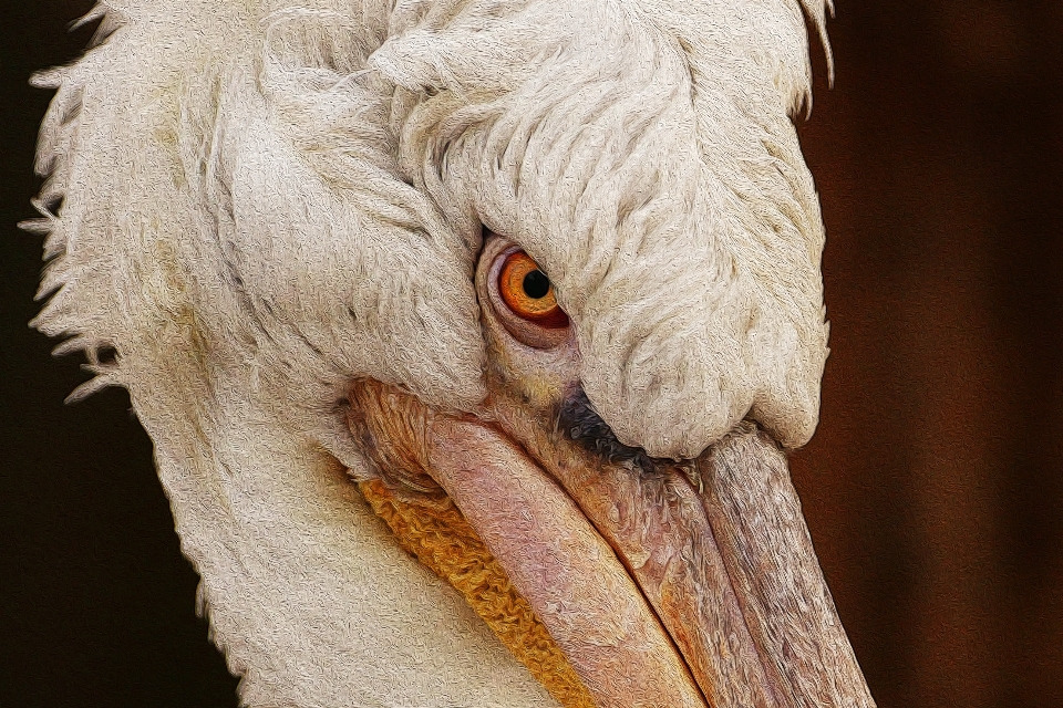 Naturaleza pájaro ala blanco