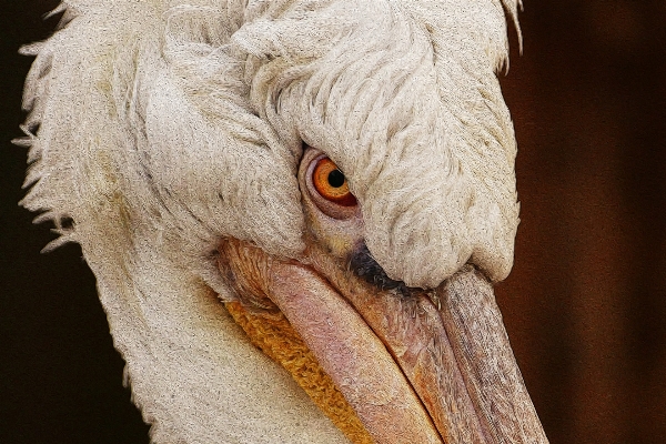 Foto Alam burung sayap putih