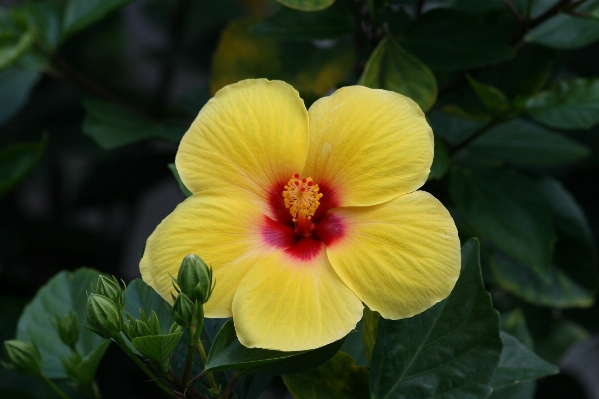 Blossom plant flower petal Photo