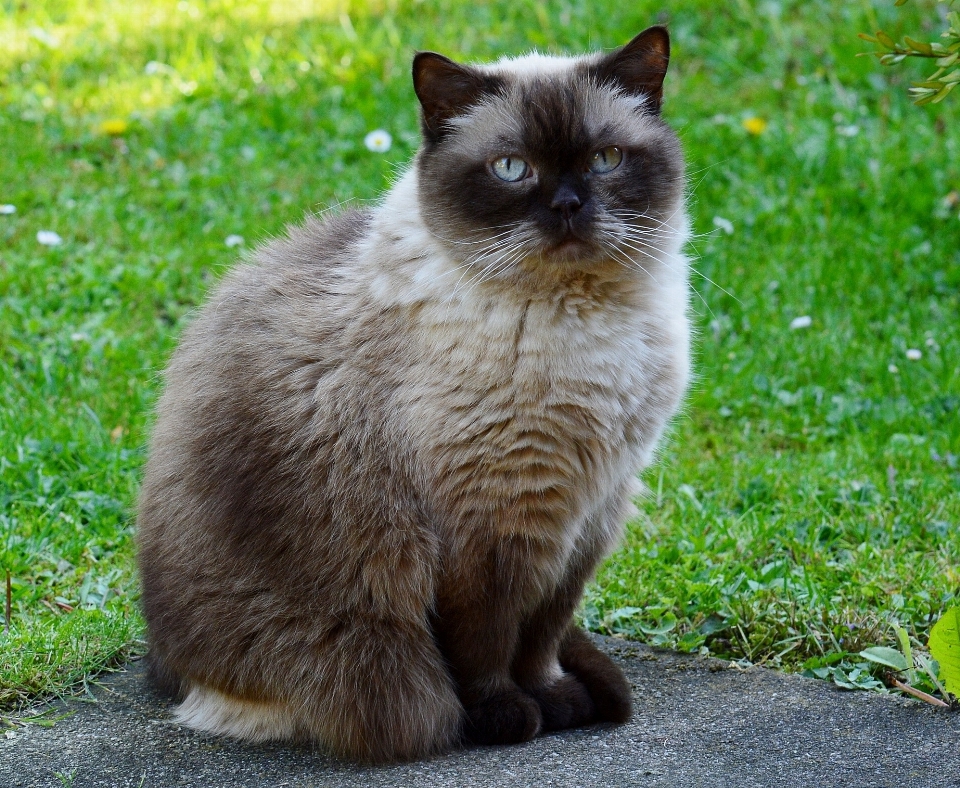 сладкий шерсть кот коричневый