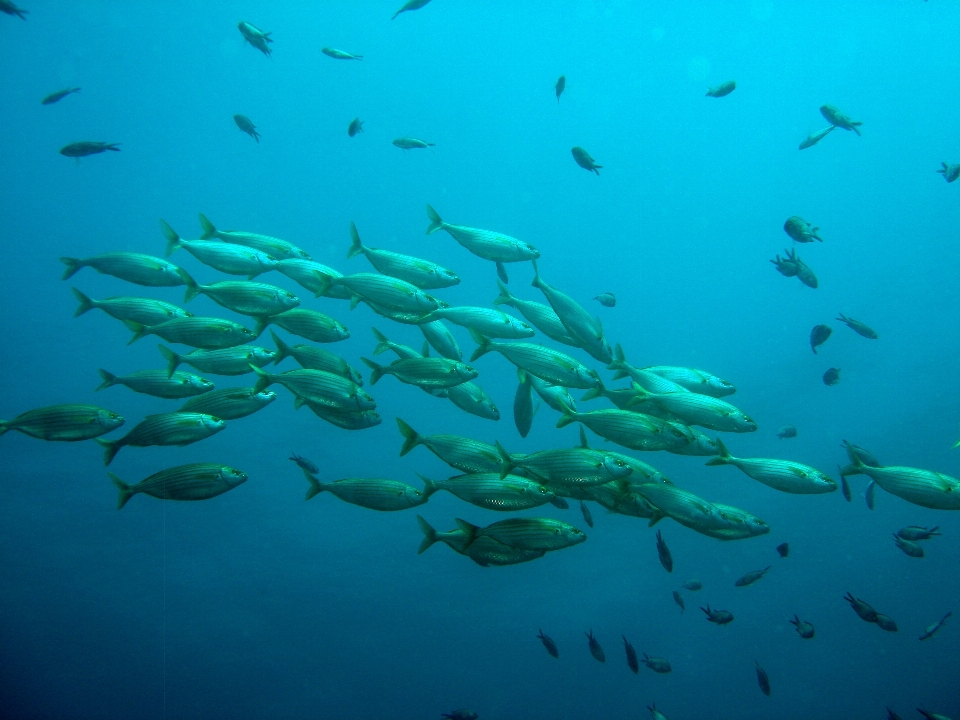 Mare acqua natura oceano