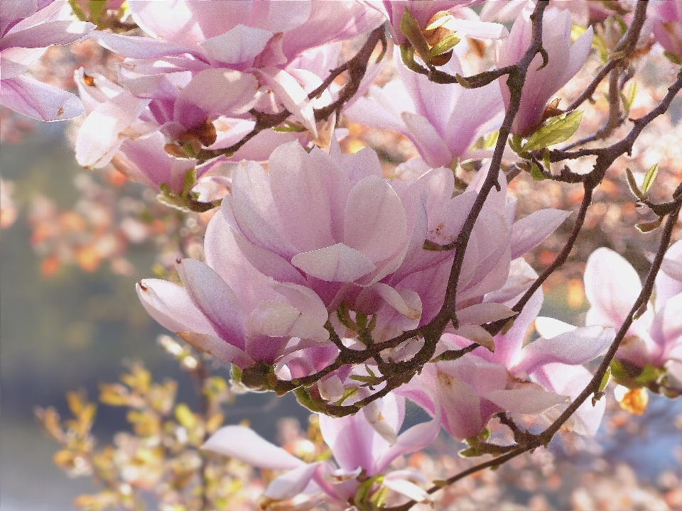 Arbre bifurquer fleurir usine