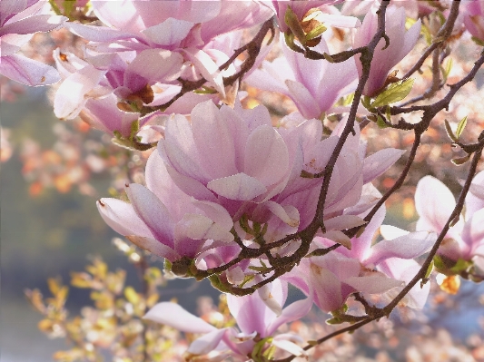 Tree branch blossom plant Photo