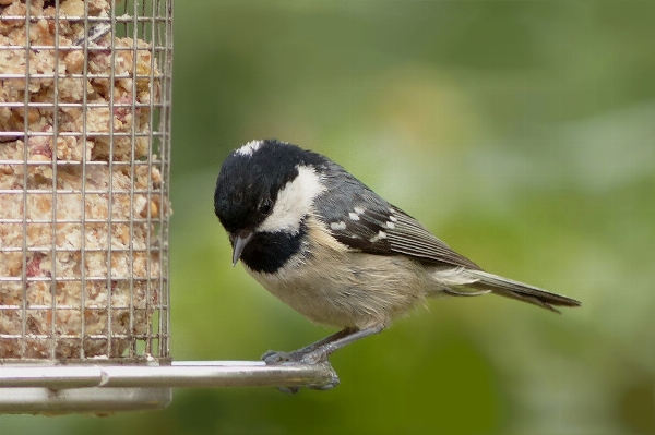 Zweig vogel tierwelt schnabel Foto