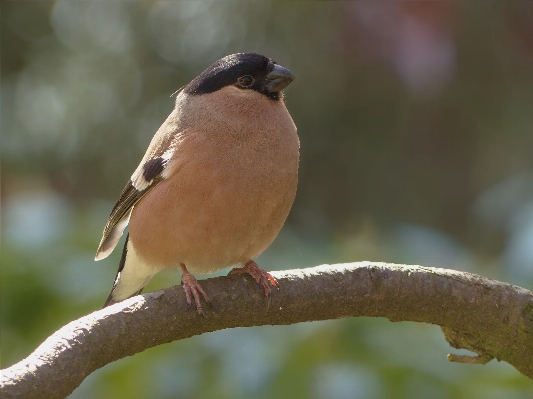 Foto Alam cabang burung perempuan