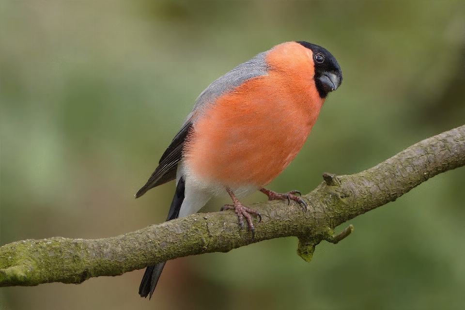 自然 ブランチ 鳥 野生動物