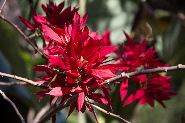 Blossom plant leaf flower Photo