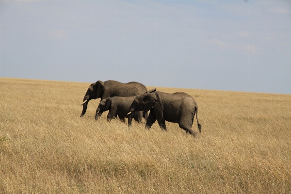 Field prairie adventure wildlife Photo