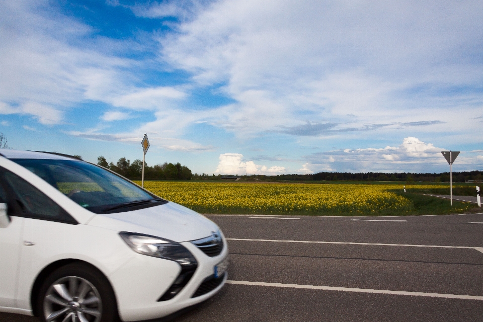 Landschaft wald straße auto