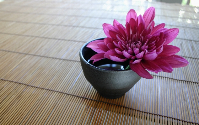 Plant flower petal pink Photo