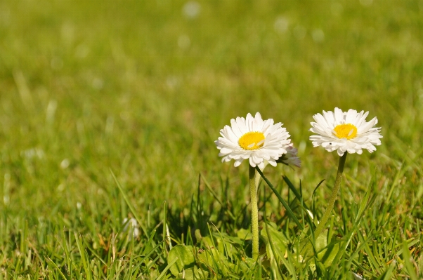 Nature grass plant field Photo