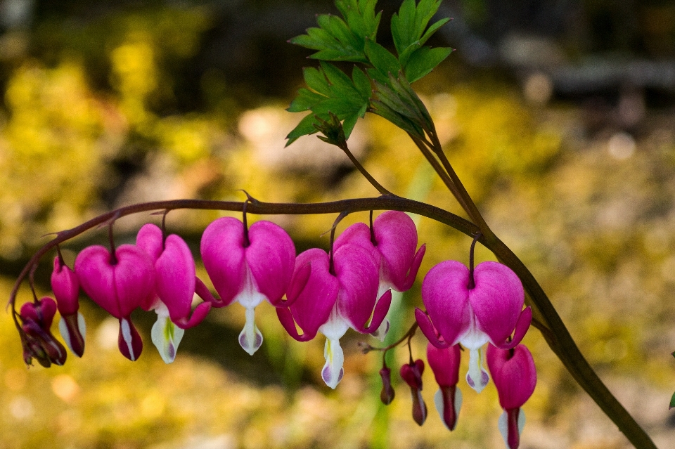 Nature blossom plant leaf