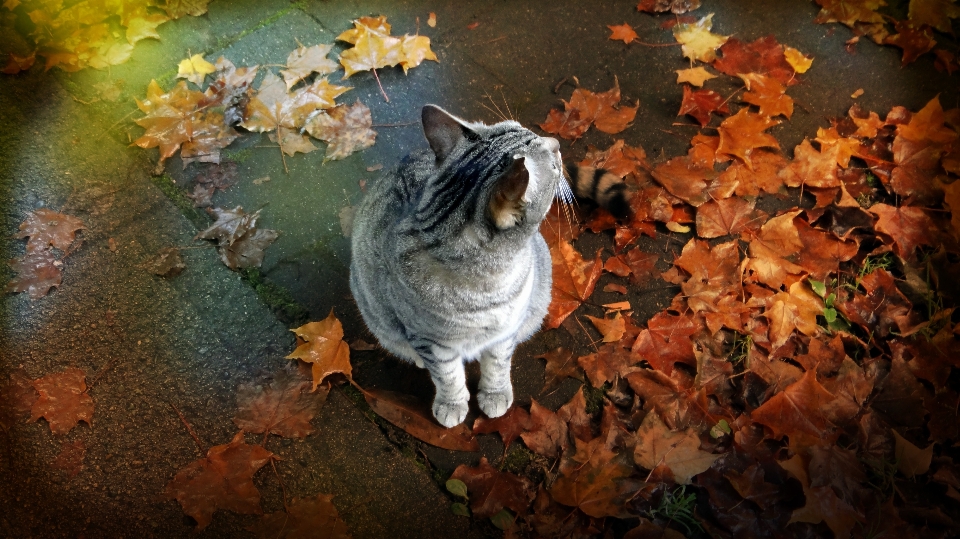 Albero uccello foglia autunno