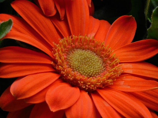 自然 花 植物 花弁 写真