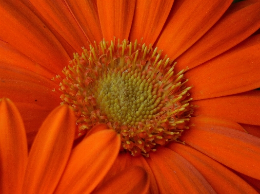 Nature blossom plant photography Photo