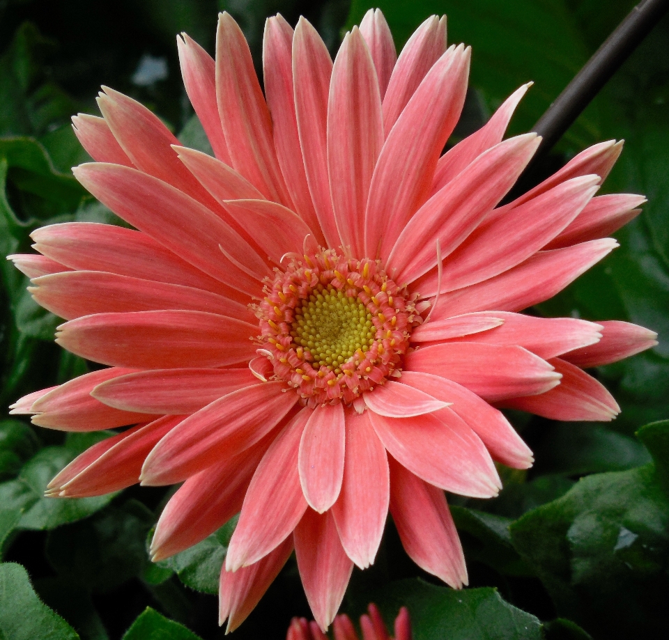 Natura fiore pianta petalo