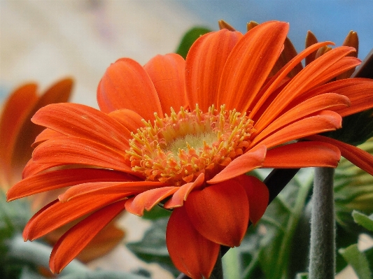 自然 花 植物 花弁 写真