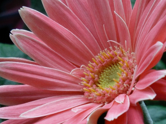 自然 花 植物 写真撮影 写真