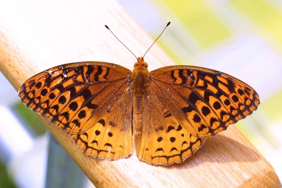 Natura ala insetto farfalla