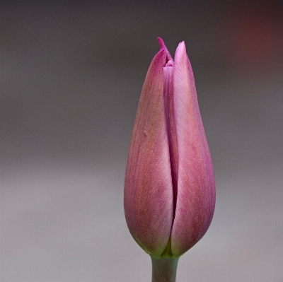 Blossom plant flower petal Photo