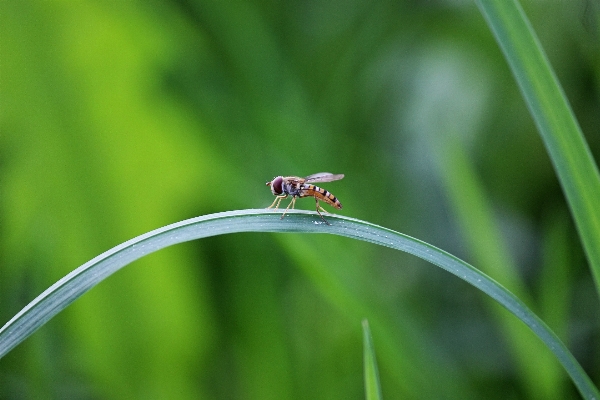 Landscape nature forest grass Photo