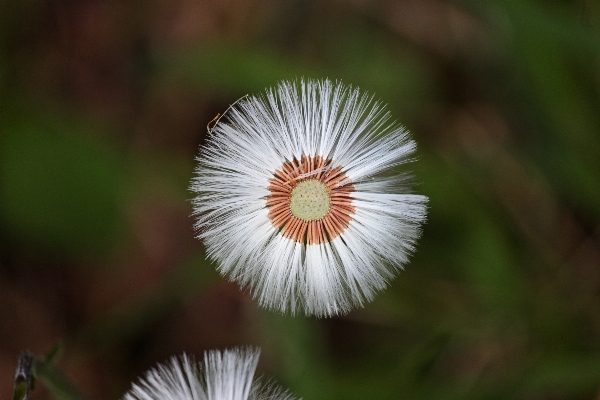 Nature grass blossom plant Photo