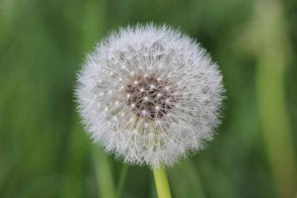 Nature grass blossom plant Photo