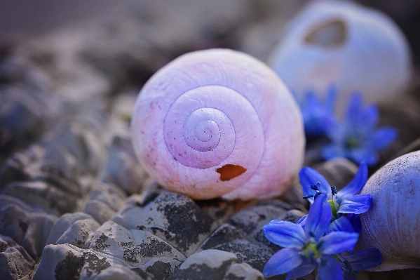 Flower stone biology broken Photo