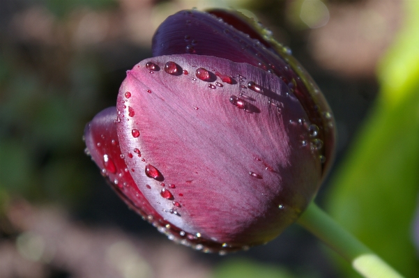 Nature grass blossom dew Photo