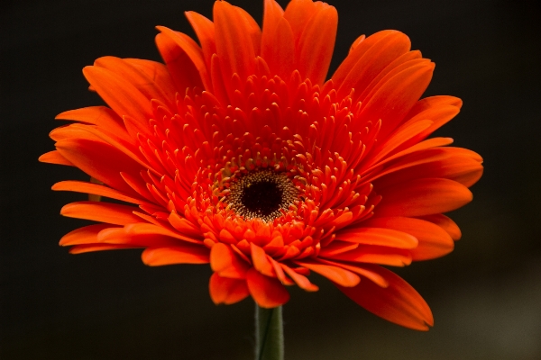 Foto Natura pianta fiore petalo