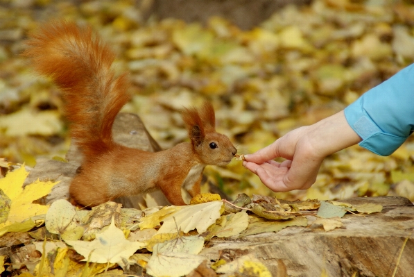 Leaf flower wildlife food Photo