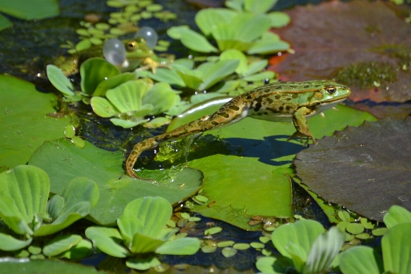 Water nature animal pond Photo