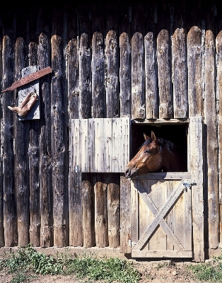 Wood barn animal wall Photo