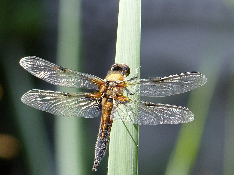 Nature wing photography insect