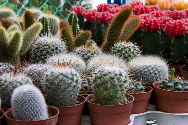 Nature prickly cactus sharp Photo